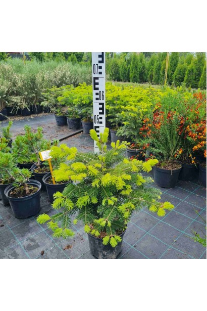 Пихта Нордмана / кавказская | Abies nordmanniana - 5л/вис.35-45см/Ø35-45см